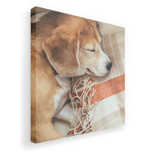 A[gpl G G  IׂTCY 333×333mm  XNGA _  ʐ^ tHg CeA  014838 @Q