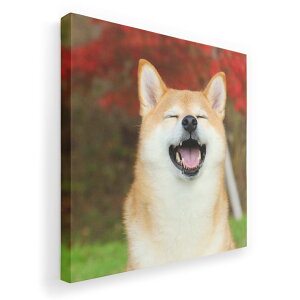 A[gpl G G  IׂTCY 333×333mm  XNGA _  ʐ^ tHg CeA  015611 @킢@Č