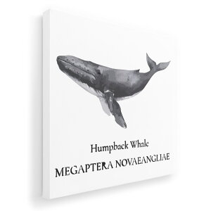 A[gpl G G  IׂTCY 455×455mm  XNGA _  ʐ^ tHg CeA  019740 C̐ UgENW Humpback whale