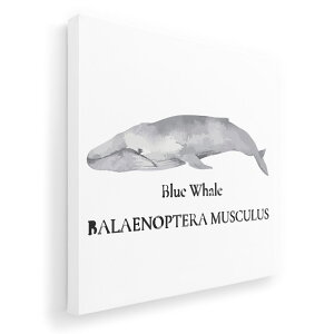 A[gpl G G  IׂTCY 455×455mm  XNGA _  ʐ^ tHg CeA  019741 C̐ ViKXNW blue whale