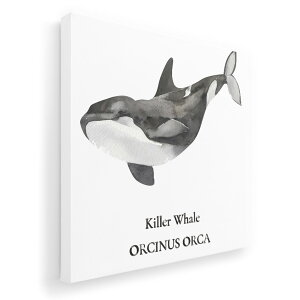 A[gpl G G  IׂTCY 455×455mm  XNGA _  ʐ^ tHg CeA  019743 C̐ V` killer whale
