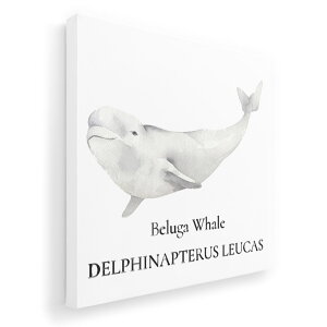 �A�[�g�p�l�� �G �G�� ���� �I�ׂ�T�C�Y 333×333mm ���� �X�N�G�A ���_�� ���� �ʐ^ �t�H�g �C���e���A ������� 019747 �C�̐��� �V���C���J beluga whale