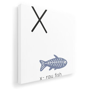 A[gpl G G  IׂTCY 333×333mm  XNGA _  ʐ^ tHg CeA  019957 X x-ray fish