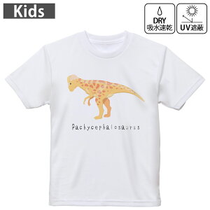 LbY hCTVc zCg  4.1IX g[jO X|[c W ^ hCAX`bN UVJbg OՕ z 120 130 140 150 160 017690  pLPt@TEX Pachycepha