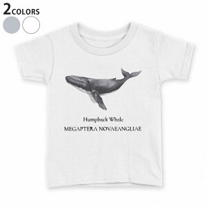 tVc LbY  n fUC 90 100 110 120 130 140 150 TVc eB[Vc T shirt 019740 C̐ UgENW Humpback whale