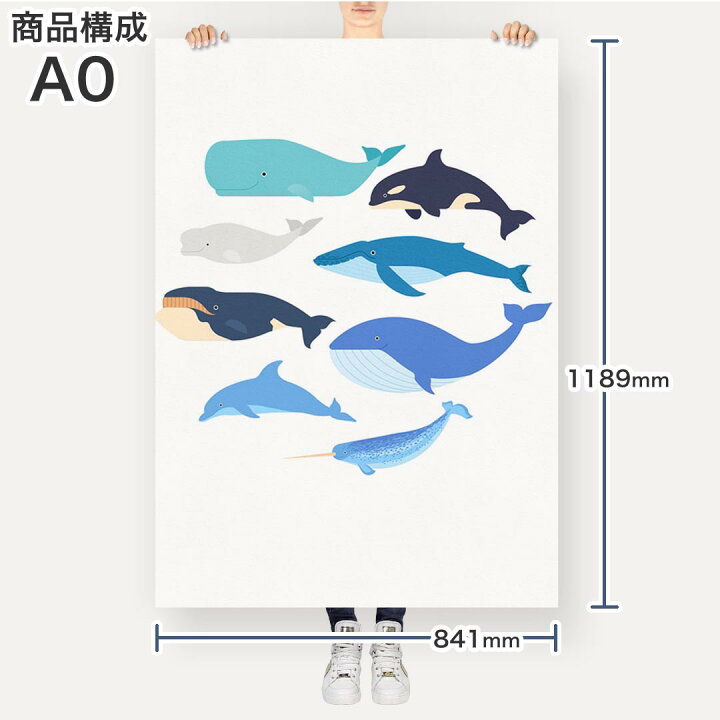 楽天市場 ポステッカー ポスター ウォールステッカー シール式ステッカー 飾り 841mm 11mm A0 写真 フォト 壁 インテリア おしゃれ 剥がせる Wall Sticker Poster 0152 魚 くじら シャチ Kabeコレ 楽天市場 ポステッカー ポスター ウォールステッカー シール式ステッカー 飾り 841mm 11mm A0 写真 フォト 壁 インテリア おしゃれ 剥がせる Wall Sticker Poster 0152 魚 くじら シャチ Kabeコレ