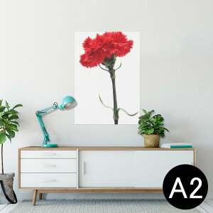 ポスター ウォールステッカー シール式ステッカー 飾り 420×594mm A2 写真 フォト 壁 インテリア おしゃれ 剥がせる wall sticker poster 012928 母の日 カーネーション 花