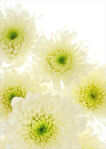 |X^[ EH[XebJ[ V[XebJ[  420×594mm A2 ʐ^ tHg  CeA   wall sticker poster 014825 ԁ@@flower