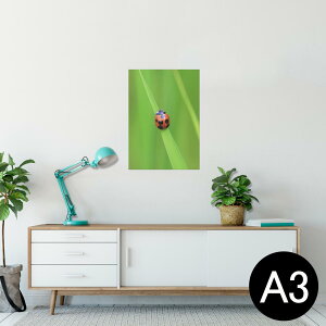 |X^[ EH[XebJ[ V[XebJ[  297×420mm A3 ʐ^ tHg  CeA   wall sticker poster 003604 ĂƂ@ʐ^