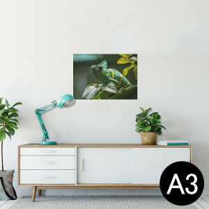 |X^[ EH[XebJ[ V[XebJ[  297×420mm A3 ʐ^ tHg  CeA   wall sticker poster 023102 COAi@ʐ^@