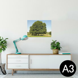 ポスター ウォールステッカー シール式ステッカー 飾り 297×420mm A3 写真 フォト 壁 インテリア おしゃれ 剥がせる wall sticker poster 026001 自然　木　景色