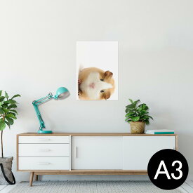 ポスター ウォールステッカー シール式ステッカー 飾り 297×420mm A3 写真 フォト 壁 インテリア おしゃれ 剥がせる wall sticker poster 006036 アニマル 写真　動物　ハムスター
