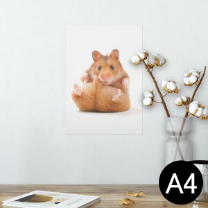 |X^[ EH[XebJ[ V[XebJ[  210×297mm A4 ʐ^ tHg  CeA   wall sticker poster 001075 nX^[@