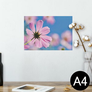 |X^[ EH[XebJ[ V[XebJ[  210×297mm A4 ʐ^ tHg  CeA   wall sticker poster 023169 ԁ@t[@RXX