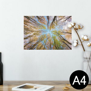 |X^[ EH[XebJ[ V[XebJ[  210×297mm A4 ʐ^ tHg  CeA   wall sticker poster 025927 Xс@؁@R