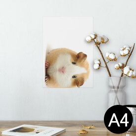 ポスター ウォールステッカー シール式ステッカー 飾り 210×297mm A4 写真 フォト 壁 インテリア おしゃれ 剥がせる wall sticker poster 006036 アニマル 写真　動物　ハムスター