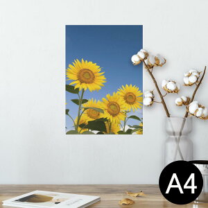 |X^[ EH[XebJ[ V[XebJ[  210×297mm A4 ʐ^ tHg  CeA   wall sticker poster 009265 @Ђ܂@ʐ^