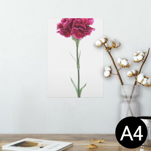 ポスター ウォールステッカー シール式ステッカー 飾り 210×297mm A4 写真 フォト 壁 インテリア おしゃれ 剥がせる wall sticker poster 012933 母の日 カーネーション 花