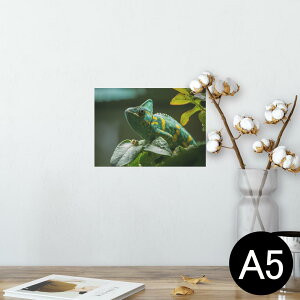 |X^[ EH[XebJ[ V[XebJ[  148×210mm A5 ʐ^ tHg  CeA   wall sticker poster 023102 COAi@ʐ^@