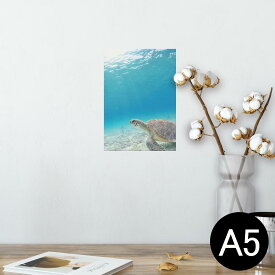 楽天市場 ステッカー ウミガメ ウォールステッカー シール 壁紙 装飾フィルム インテリア 寝具 収納の通販