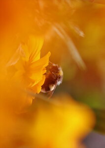 �|�X�^�[ �E�H�[���X�e�b�J�[ �V�[�����X�e�b�J�[ ���� 728×1030mm B1 �ʐ^ �t�H�g �� �C���e���A ������� �@�������� wall sticker poster 023042 �I�@�ԁ@�ʐ^