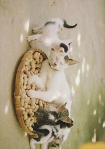 �|�X�^�[ �E�H�[���X�e�b�J�[ �V�[�����X�e�b�J�[ ���� 728×1030mm B1 �ʐ^ �t�H�g �� �C���e���A ������� �@�������� wall sticker poster 023098 �L�@�˂��@�����@�ʐ^