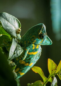 |X^[ EH[XebJ[ V[XebJ[  728×1030mm B1 ʐ^ tHg  CeA  @ wall sticker poster 023102 COAi@ʐ^@