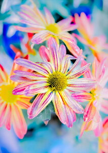 �|�X�^�[ �E�H�[���X�e�b�J�[ �V�[�����X�e�b�J�[ ���� 728×1030mm B1 �ʐ^ �t�H�g �� �C���e���A ������� �@�������� wall sticker poster 023117 �ԁ@�J���t��