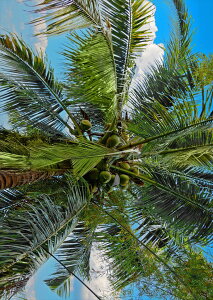 |X^[ EH[XebJ[ V[XebJ[  728×1030mm B1 ʐ^ tHg  CeA  @ wall sticker poster 023141 V̖؁@ā@R