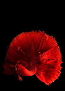 �|�X�^�[ �E�H�[���X�e�b�J�[ �V�[�����X�e�b�J�[ ���� 728×1030mm B1 �ʐ^ �t�H�g �� �C���e���A ������� �@�������� wall sticker poster 023154 �����@�ʐ^