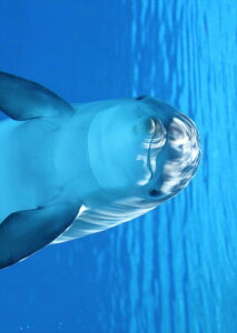 �|�X�^�[ �E�H�[���X�e�b�J�[ �V�[�����X�e�b�J�[ ���� 728×1030mm B1 �ʐ^ �t�H�g �� �C���e���A ������� �@�������� wall sticker poster 023228 �C���J�@�����@�ʐ^