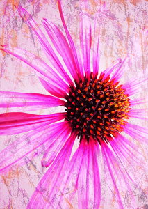 �|�X�^�[ �E�H�[���X�e�b�J�[ �V�[�����X�e�b�J�[ ���� 728×1030mm B1 �ʐ^ �t�H�g �� �C���e���A ������� �@�������� wall sticker poster 023298 �ԁ@�t�����[