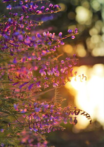 �|�X�^�[ �E�H�[���X�e�b�J�[ �V�[�����X�e�b�J�[ ���� 728×1030mm B1 �ʐ^ �t�H�g �� �C���e���A ������� �@�������� wall sticker poster 023316 �ԁ@�t�����[�@�i�F�@�ʐ^