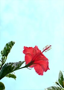 �|�X�^�[ �E�H�[���X�e�b�J�[ �V�[�����X�e�b�J�[ ���� 728×1030mm B1 �ʐ^ �t�H�g �� �C���e���A ������� �@�������� wall sticker poster 023437 �ԁ@�t�����[�@�n�C�r�X�J�X