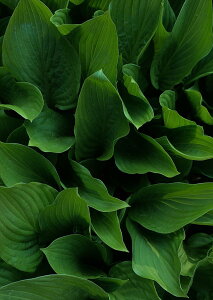 �|�X�^�[ �E�H�[���X�e�b�J�[ �V�[�����X�e�b�J�[ ���� 728×1030mm B1 �ʐ^ �t�H�g �� �C���e���A ������� �@�������� wall sticker poster 023513 �t���ρ@�A��