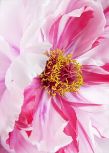 �|�X�^�[ �E�H�[���X�e�b�J�[ �V�[�����X�e�b�J�[ ���� 728×1030mm B1 �ʐ^ �t�H�g �� �C���e���A ������� �@�������� wall sticker poster 023662 �ԁ@�t�����[