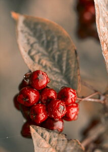 �|�X�^�[ �E�H�[���X�e�b�J�[ �V�[�����X�e�b�J�[ ���� 728×1030mm B1 �ʐ^ �t�H�g �� �C���e���A ������� �@�������� wall sticker poster 023715 �؂̎��@�ʐ^�@�A��