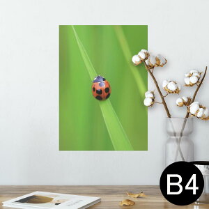 |X^[ EH[XebJ[ V[XebJ[  257×364mm B4 ʐ^ tHg  CeA   wall sticker poster 003604 ĂƂ@ʐ^