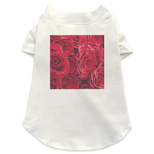 pTVc Iׂ5size ^   zCg fUC T shirt XS S M L XL ybgEFA ybg JWA  Rbg  t[ o@ԁ@ԑ 000124