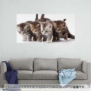 |X^[ EH[XebJ[ |XebJ[ pm}TCY |X^[XebJ[ V[XebJ[  1152mm×576mm ʐ^ tHg  CeA   wall sticker poster 005928 Aj