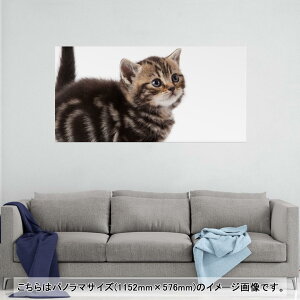 |X^[ EH[XebJ[ |XebJ[ pm}TCY |X^[XebJ[ V[XebJ[  1152mm×576mm ʐ^ tHg  CeA   wall sticker poster 005930 Aj