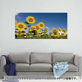 ポスター ウォールステッカー ポステッカー パノラマサイズ ポスターステッカー シール式ステッカー 飾り 1152mm×576mm 写真 フォト 壁 インテリア おしゃれ 剥がせる wall sticker poster 009265 　ひまわり　写真
