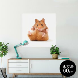 ポスター ウォールステッカー シール式ステッカー 飾り 60×60cm Msize 正方形 壁 インテリア おしゃれ　剥がせる wall sticker poster 001075 ハムスター　動物