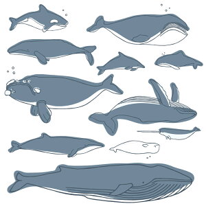 C̐ V[EH[XebJ[  fish sea NW  CJ 邩 ANAE V`  30×30cm  JbeBOV[g wall sticker G 016523