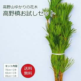 高野槙 お試し 1セット7本 1セットから6セット 生花 切枝 切り花 枝 枝もの インテリア アロマ