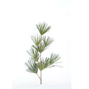 高野槙 切枝 60cm 生花 1本〜100本