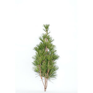 얊 c ؎} 80 100 120cm 1{  ؉
