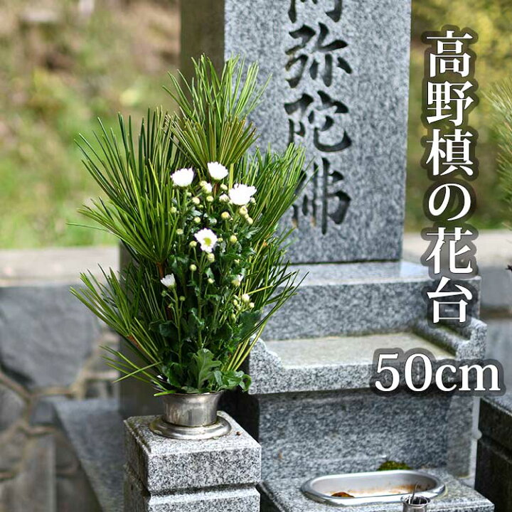 楽天市場】高野槙 の花台 束 50cm 生花 お供え用 K-4 : 高野槇と春夏秋冬の花枝 花木屋