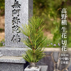 얊  ؎} 60cmm Mi×2  ؉ 