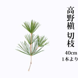 高野槙 切枝 40cm 生花 1～100本 K-8